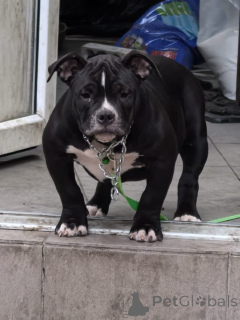 Photo №1. american bully - à vendre en ville de Rostov-sur-le-Don | 970€ | Annonce №145243
