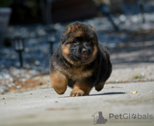 Photo №1. berger allemand - à vendre en ville de Торонто | négocié | Annonce №134034
