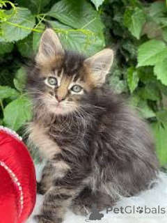 Photo №2 de l'annonce № 170559 de la vente maine coon - acheter à La finlande annonce privée, éleveur