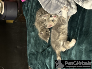 Photo №4. Je vais vendre chat de gouttière en ville de Portland. annonce privée - prix - 74€