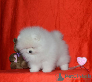 Photo №4. Je vais vendre spitz nain en ville de Эспоо. annonce privée - prix - 331€