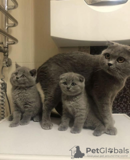 Photo №1. scottish fold - à vendre en ville de Bruxelles | négocié | Annonce № 118445