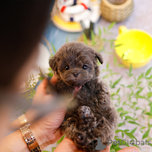 Photo №2 de l'annonce № 151986 de la vente maltipu - acheter à USA éleveur