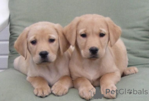 Photo №1. labrador retriever - à vendre en ville de Geilenkirchen | 450€ | Annonce №169461