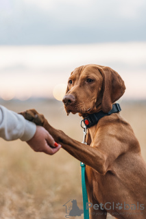 Photos supplémentaires: Chiot Vizsla hongrois