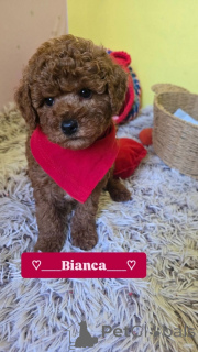 Photo №3. Adorables chiots caniche toy rouge. Serbie