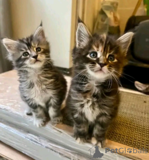 Photo №2 de l'annonce № 137121 de la vente maine coon - acheter à Allemagne éleveur