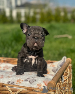 Photo №1. bouledogue - à vendre en ville de Munich | 650€ | Annonce №156370