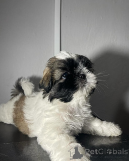 Photo №1. chien bâtard - à vendre en ville de Birkirkara | négocié | Annonce №173357