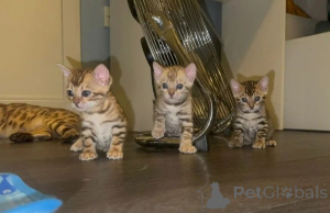 Photo №1. bengal - à vendre en ville de Giesen | 350€ | Annonce № 169811