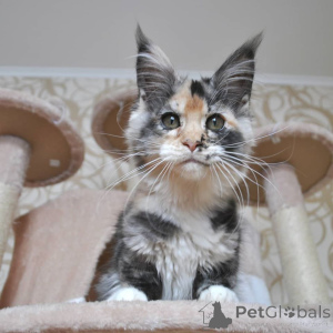 Photo №4. Je vais vendre maine coon en ville de Франкфурт-на-Майне. de la fourrière - prix - 900€