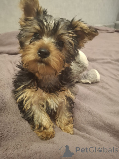 Photo №4. Je vais vendre biewer yorkshire terrier, yorkshire terrier en ville de Vilnius. annonce privée, de la fourrière, éleveur - prix - 600€