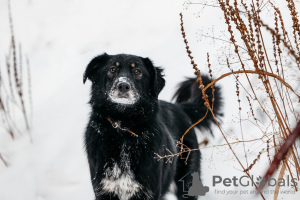 Photo №1. chien bâtard - à vendre en ville de Москва | Gratuit | Annonce №23652