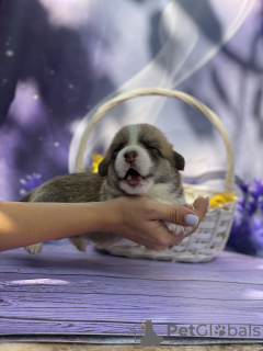 Photo №4. Je vais vendre  en ville de Zaporijia. de la fourrière - prix - 1268€