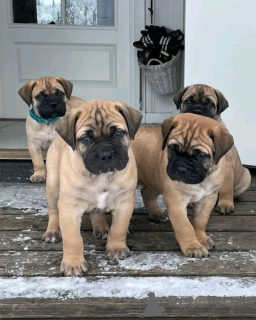 Photo №2 de l'annonce № 137774 de la vente bullmastiff - acheter à Allemagne annonce privée, éleveur
