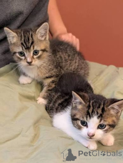 Photo №1. american shorthair - à vendre en ville de Bruxelles | 350€ | Annonce № 172743