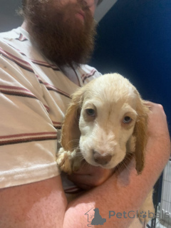 Photo №3. Superbe portée de chiots croisés golden retriever et cocker spaniel. Allemagne