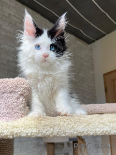Photo №2 de l'annonce № 160718 de la vente maine coon - acheter à Allemagne annonce privée