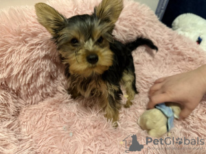 Photo №1. yorkshire terrier - à vendre en ville de Londres | 300€ | Annonce №123494