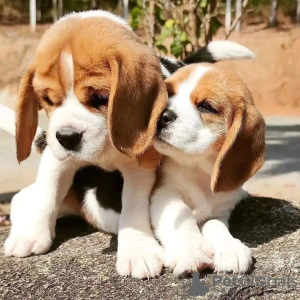 Photo №3. Chiots Beagle à vendre. Allemagne