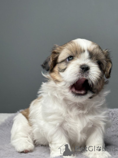 Photo №2 de l'annonce № 139179 de la vente shih tzu - acheter à USA 