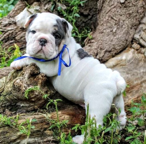 Photo №2 de l'annonce № 3261 de la vente bulldog anglais - acheter à Fédération de Russie éleveur