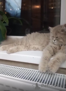 Photo №4. Je vais vendre persan en ville de Tbilissi. éleveur - prix - 266€