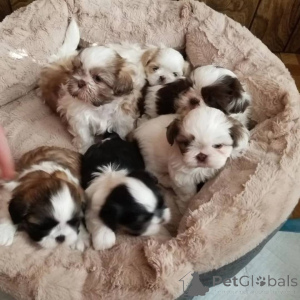 Photo №1. shih tzu - à vendre en ville de Munich | négocié | Annonce №164706
