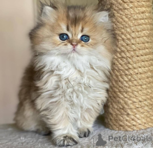 Photo №3. Magnifiques chatons persans completsBusiness Whatsapp 12295825241. La finlande