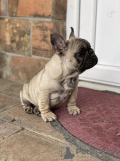 Photo №3. Chiots bouledogue français à vendre. Serbie