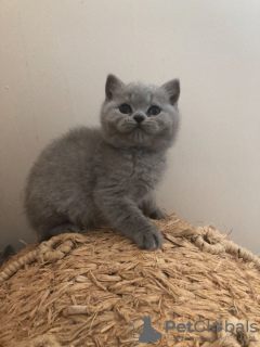 Photo №4. Je vais vendre british shorthair en ville de California. annonce privée, de la fourrière - prix - 331€