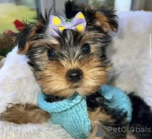 Photo №1. yorkshire terrier - à vendre en ville de Texas City | 473€ | Annonce №105230