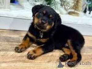 Photo №3. Cuccioli di Rottweiler en vente. Italie