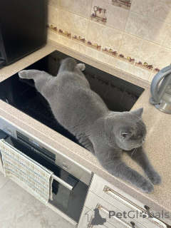 Photo №4. Je vais vendre british longhair en ville de Leipzig. éleveur - prix - négocié