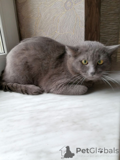 Photo №3. Le beau Timosha recherche la mère la plus gentille du monde.. Biélorussie