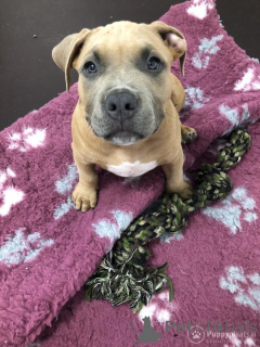 Photo №2 de l'annonce № 172626 de la vente bouledogue américain - acheter à Belgique annonce privée, éleveur
