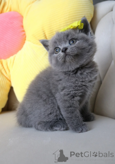Photo №1. british shorthair - à vendre en ville de Aacheur | 484€ | Annonce № 164511