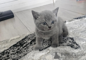 Photo №1. british shorthair - à vendre en ville de Baumur | 350€ | Annonce № 174532