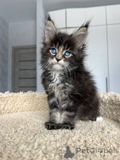 Photo №1. maine coon - à vendre en ville de Pécs | 350€ | Annonce № 167927