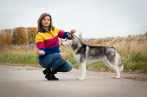 Photos supplémentaires: Chien husky aux yeux bleus