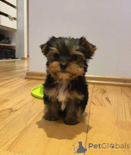 Photo №3. Yorkie Welpen Zur adoption. Allemagne