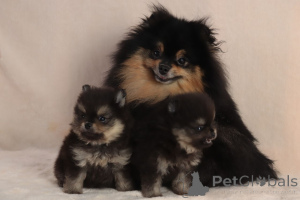 Photo №3. Fille noire et feu. Ukraine