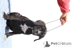 Photo №2 de l'annonce № 140503 de la vente cane corso - acheter à La Roumanie éleveur