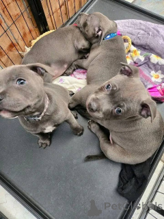 Photo №3. Staffordshire Bull Terrier Welpen zu verkaufen. Luxembourg