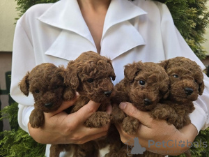 Photo №3. Caniches rouges TOY - Chiots à vendre. Serbie