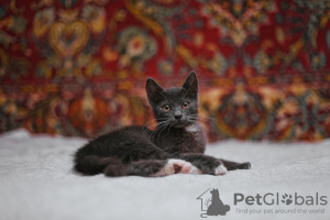 Photos supplémentaires: Le chaton fumé Funtik cherche un foyer !