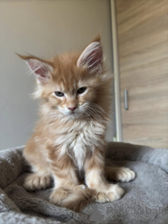 Photo №3. Gesunde Maine Coon Kätzchen Zu Verkaufen Mit Lieferservice. Allemagne