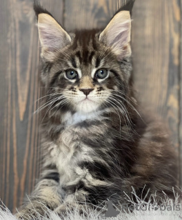 Photo №2 de l'annonce № 161715 de la vente maine coon - acheter à USA éleveur