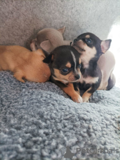 Photo №3. Cachorros Chihuahua. Espagne