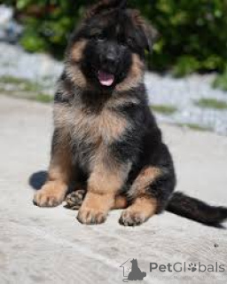 Photo №2 de l'annonce № 169380 de la vente berger allemand - acheter à La finlande annonce privée, éleveur